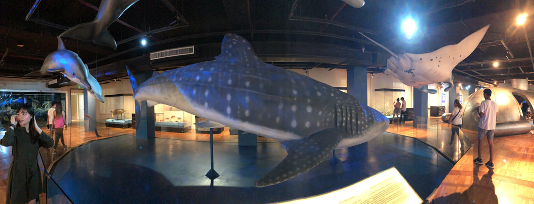 The Whale Shark is the largest fish in the world.